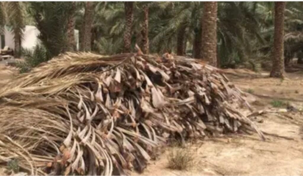 مواطن سعودي يحوّل مخلّفات النخيل إلى منتجات تحويلية