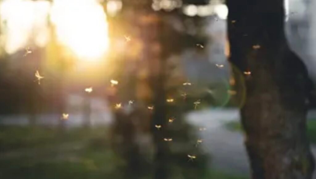 **Alert Issued in Massachusetts Due to Deadly Mosquito-Borne Virus**