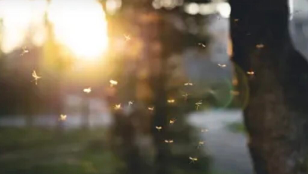 **Massachusetts on High Alert as Deadly Mosquito-Borne Virus Emerges**