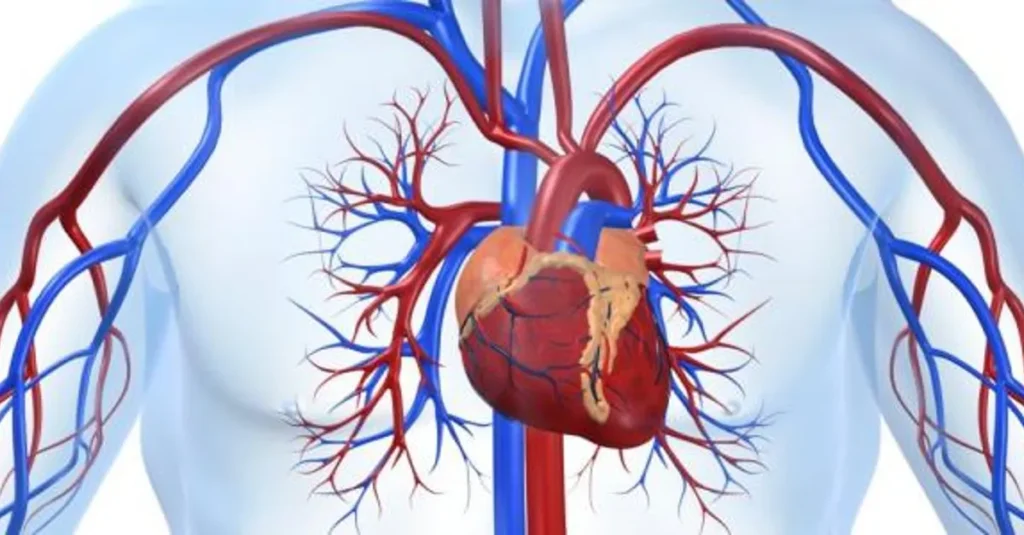 دراسة تحذر: تراكم المعادن بالجسم يؤدي إلى تصلب في الشرايين…