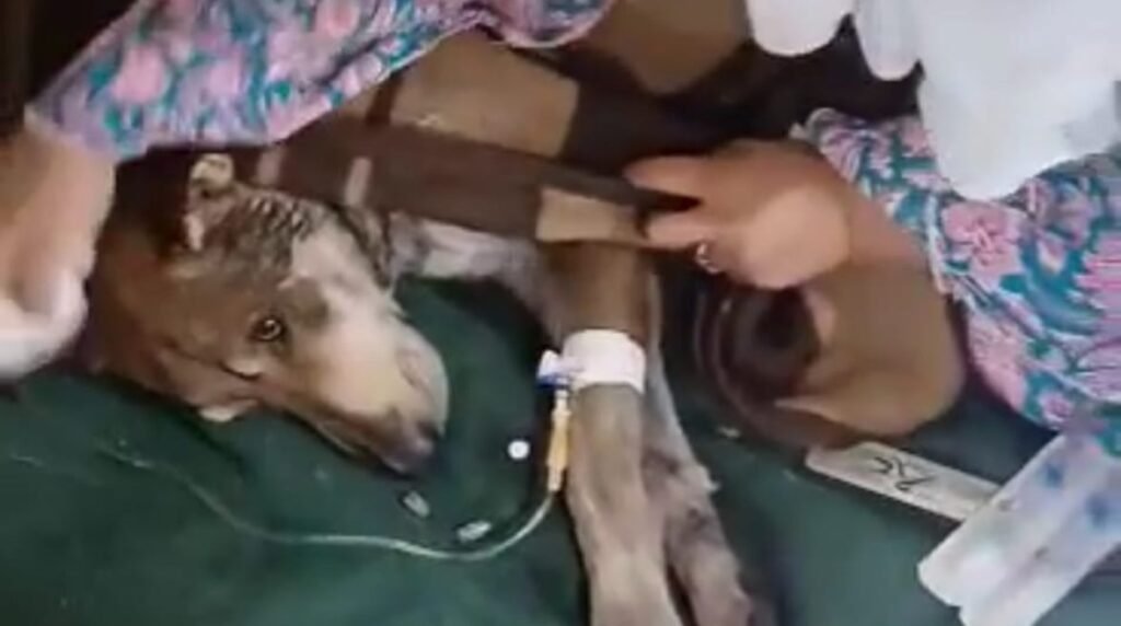من بئر الموت.. قصة مهمة انتحارية لإنقاذ “كلب حلوان” …