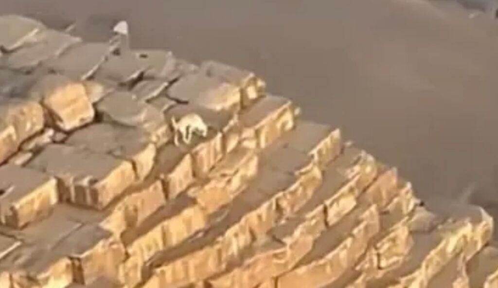 مصور الكلب فوق الأهرامات يطل ثانية.. “من ينام ليلا هناك”؟
