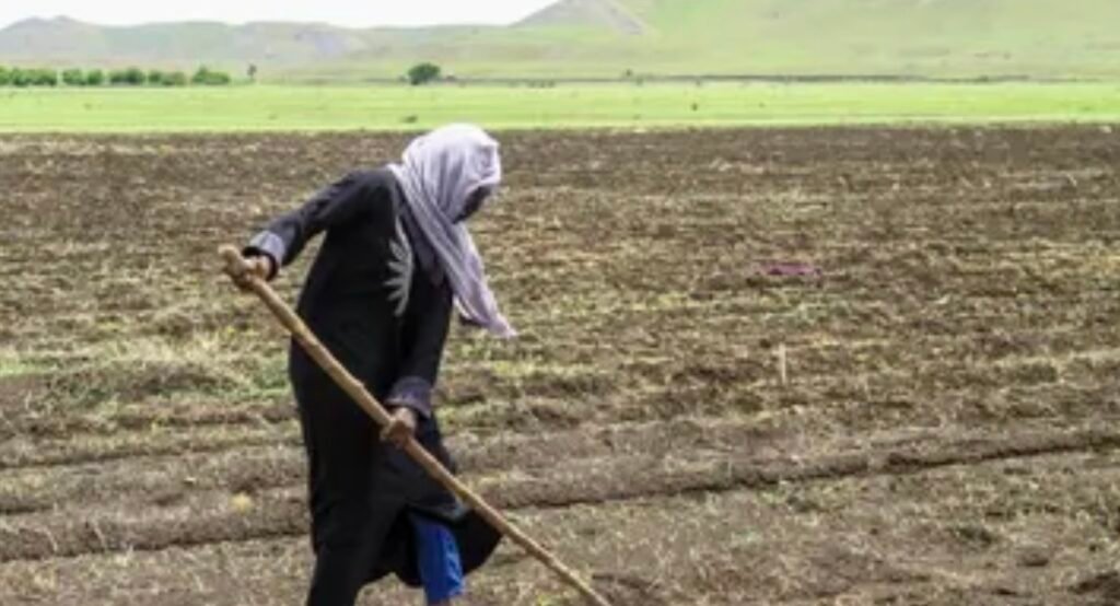 عبر نقص التمويل والعمالة.. حرب السودان تضع موسم الحصاد بخطر