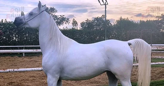 بطولة حائل الدولية لجمال الخيل تواصل منافساتها لليوم الثالث