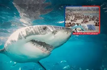 قرش بطول 3.5 متر يظل عالقًا في قناة بكوريا الجنوبية رغم محاولات إنقاذه