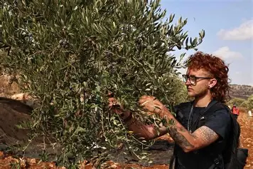 المزارعون الفلسطينيون يواجهون توترات خلال موسم قطف الزيتون في الضفة الغربية