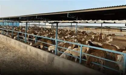استيراد الحيوانات الحية إلى مصر.. الموافقات البيطرية والاشتراطات القانونية