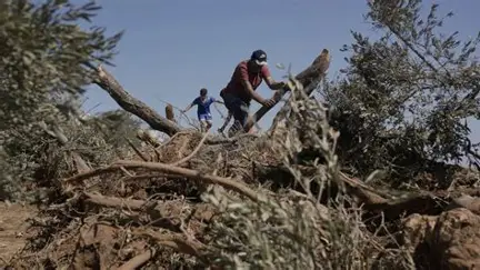 اعتقال ناشطات إيطاليات خلال مساندة مزارعين فلسطينيين.. موسم الزيتون يتحول إلى أزمة دبلوماسية جديدة